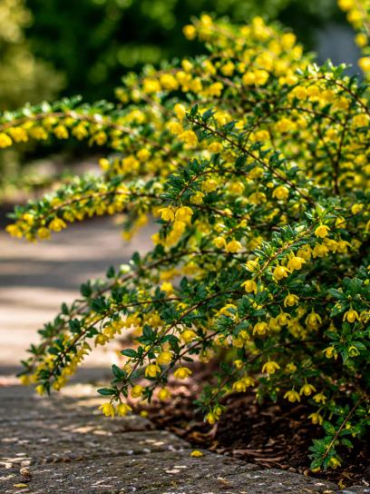 Berberis x frikartii "Amstelveen"