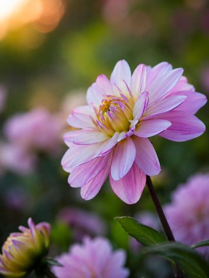 Dahlia "Pacific Jewel"