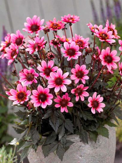 Dahlia "Dark Angel Pretty Woman"