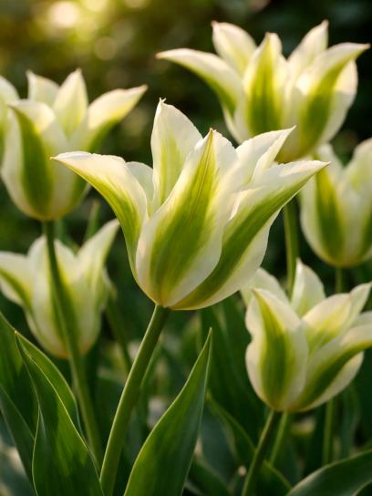 Tulip "Greenstar"