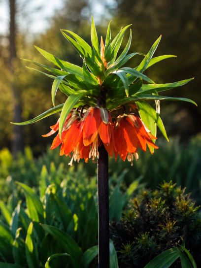 Fritillaria "Orange Beauty"