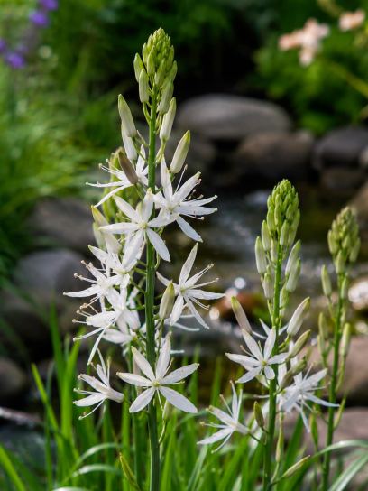 Camassia leichtlinii "Sacajawea"