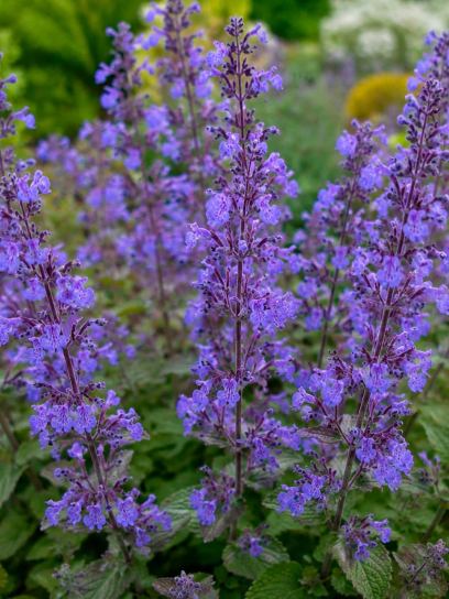 Nepeta faassenii "Purrsian Blue"