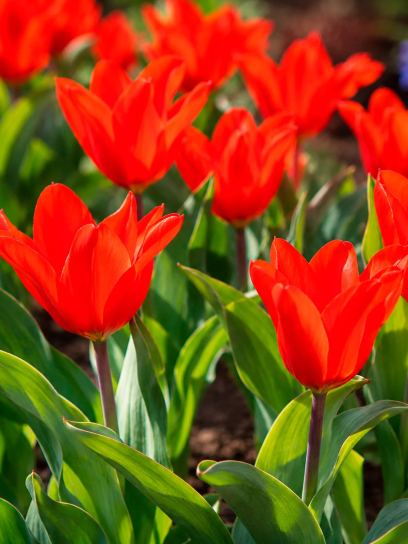 Tulipa praestans "Zwanenburg Variety"