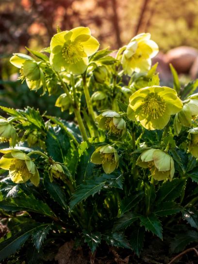 Helleborus argutifolius Green Dwarf