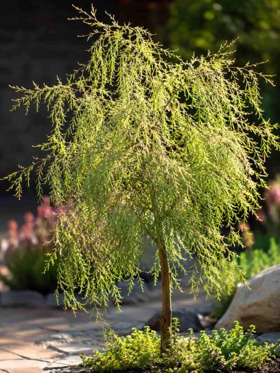 Betula pendula "Karaca" -S-