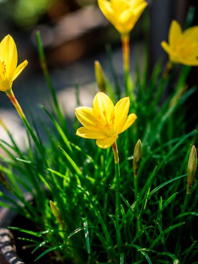 Zephyranthes citrina