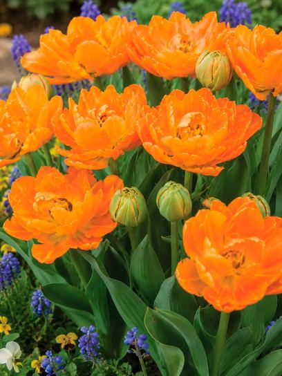 Tulip "Orca"
