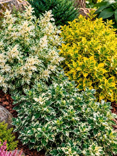 Spindle Foliage Collection – 3 Plants