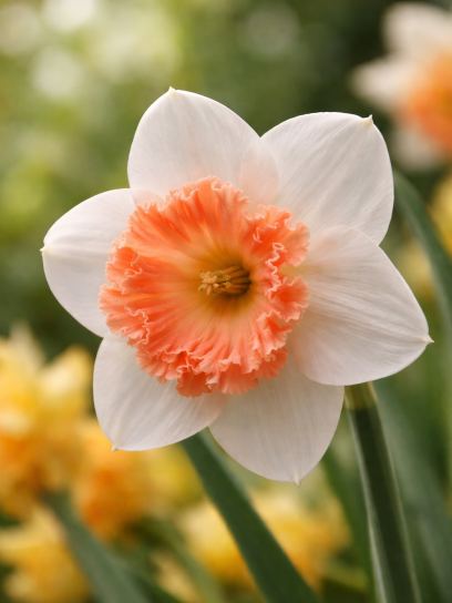 Narcissus "Precocious"