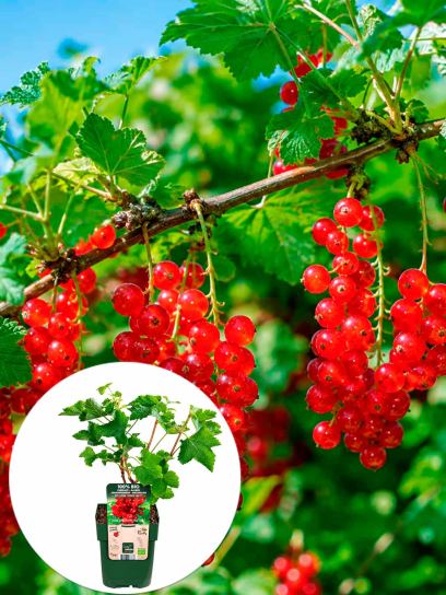 Ribes rubrum "Jonkheer van Tets" conteneur (Р13)