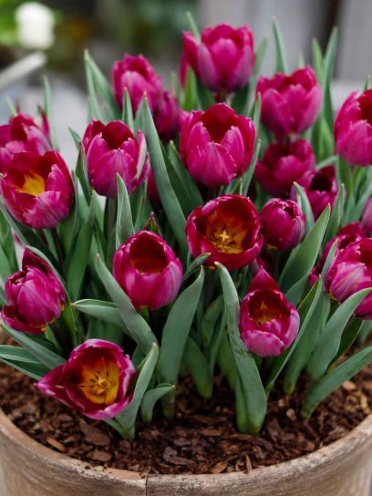 Tulipa humilis "Odalisque"