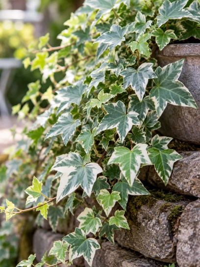 Ivy ‘White Ripple’ (English)