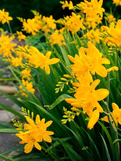 Crocosmia "Paul's Best Yellow"