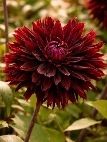 Dahlia "Black Jack"