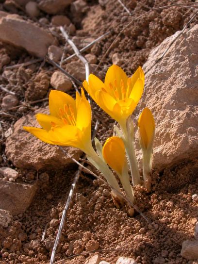 Sternbergia clusiana