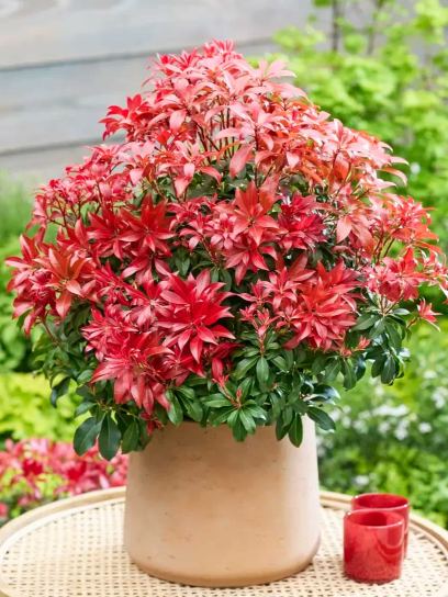 Pieris "Red Mountain" container (C2.3)