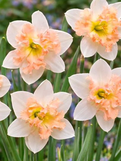 Narcissus "Palmares"