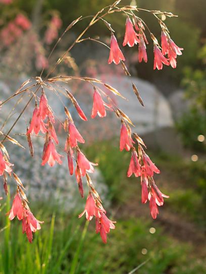 Dierama igneum