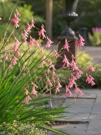 Dierama ambiguum