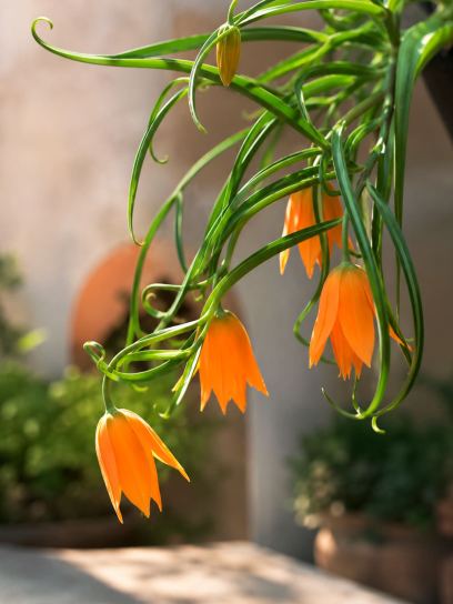 Gloriosa modesta