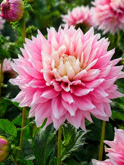 Dahlia "Evanah"