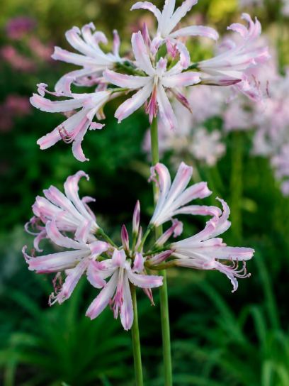 Nerine bowdenii "Lipstick"