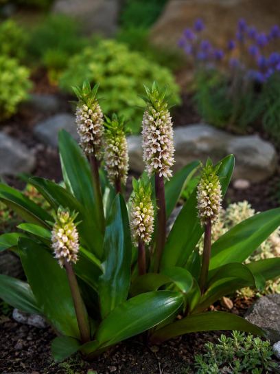 Eucomis "Montana"