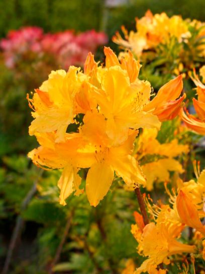 Deciduous Azalea "Golden Lights"