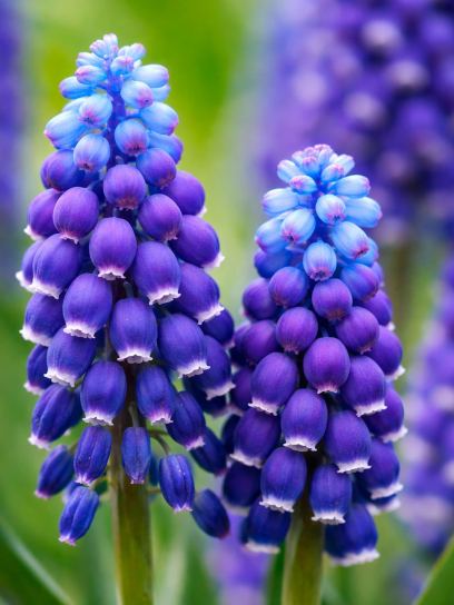 Muscari "Magic Mix"