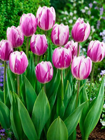 Tulipa "Flaming Flag"