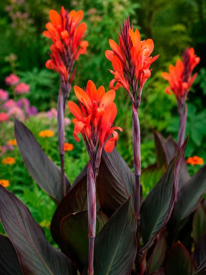 Canna indica "Purpurea"