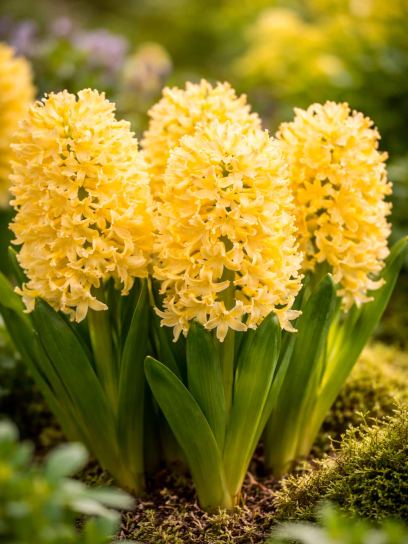Hyacinthus "Yellow Queen"