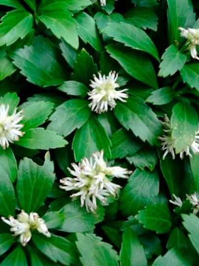 Pachysandra Japonesa "Terminalis" contenedor (P0.5)