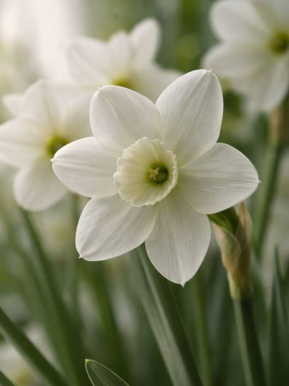 Narcis "Stainless"