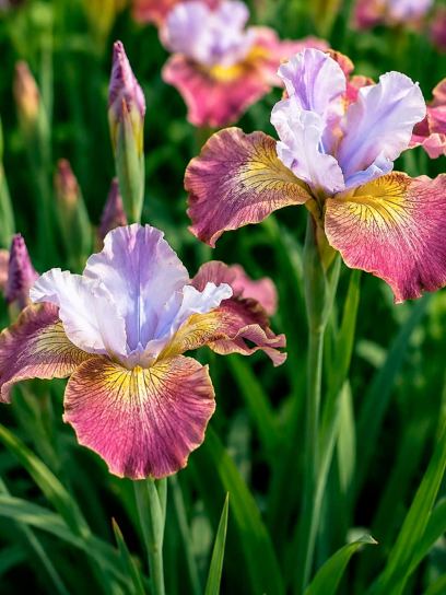Iris sibirica "Sugar Rush"