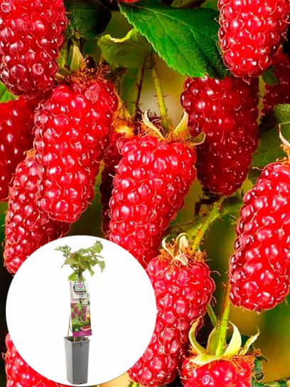 Loganberry container (P11)