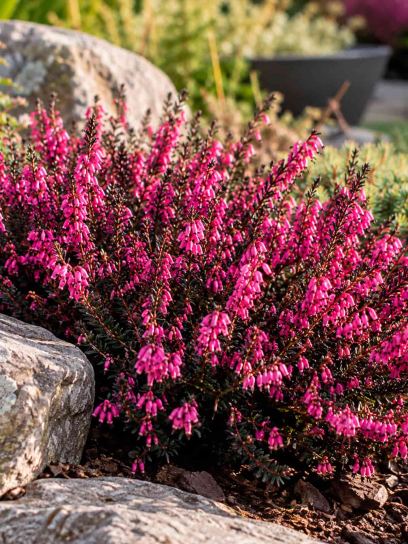 Heath ‘Winterladies Red’ (Winter)
