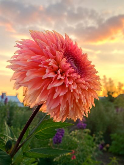 Dahlia "Orange Fubuki"