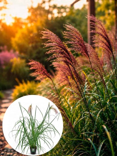 Miscanthus sinensis "Malepartus" conteneur (Р23)