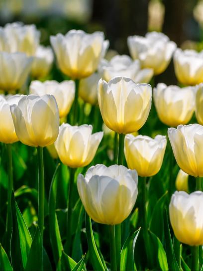 Tulipa "Angels Wish"