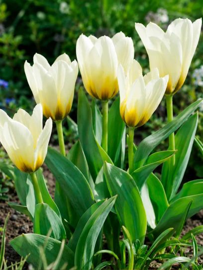 Tulipa "Concerto"