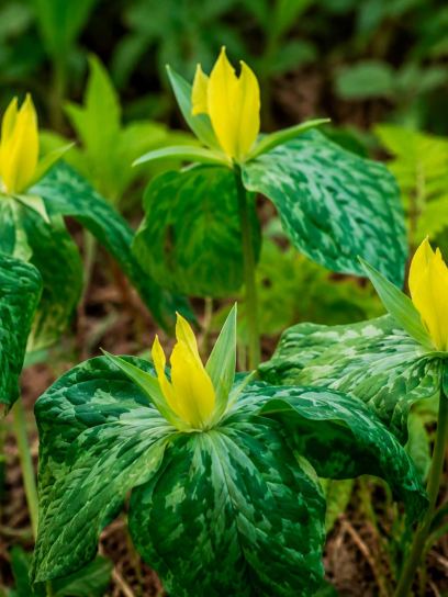 Trillium luteum