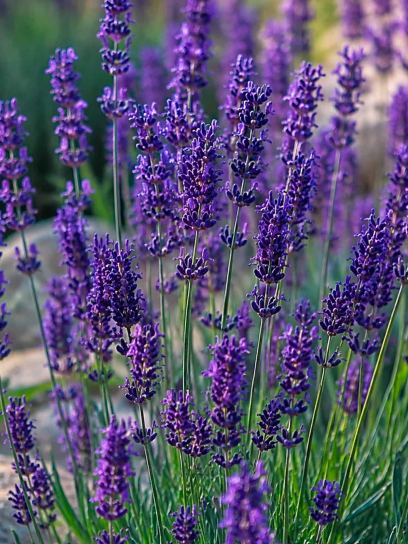 Lavandula angustifolia "Hidcote"