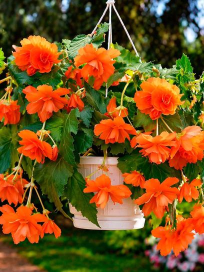 Begonia Pendula Cascade -orange-