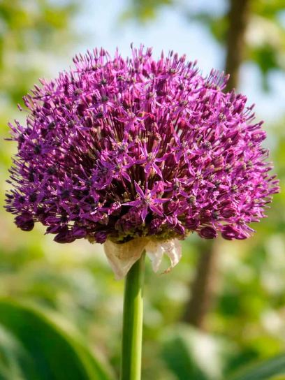 Allium altissimum "Goliath"