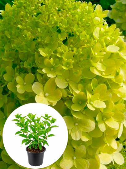 Hydrangea paniculata "Limelight" container (P17)