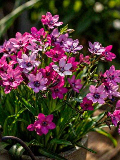 Babiana stricta