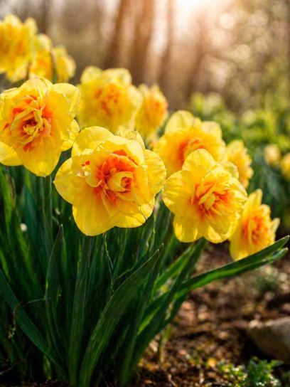 Narcissus "Ascot"