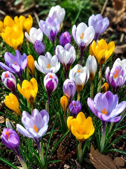 Crocus vernus mix